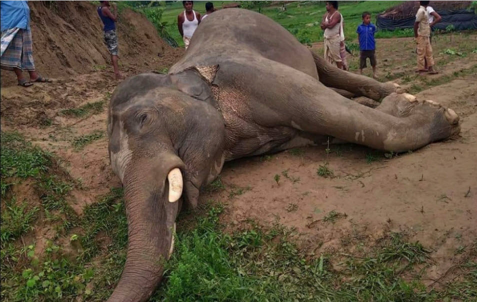 Voi khổng lồ tử vong sau khi vướng phải dây điện ở Teknaf, Bangladesh. (Nguồn Guardian)