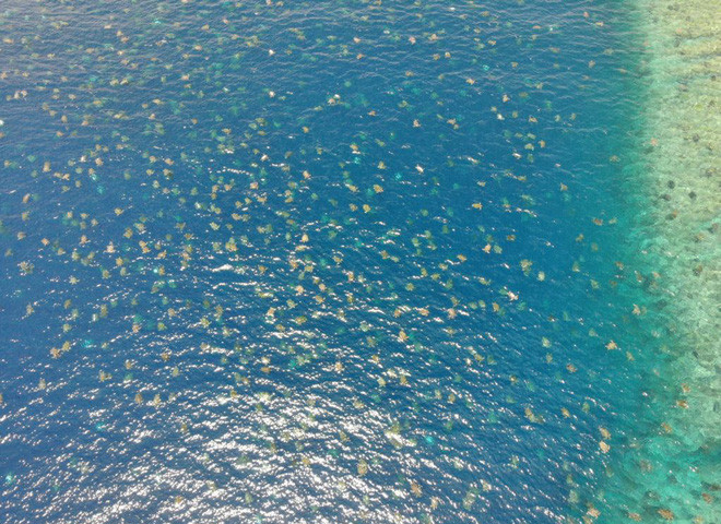 Rùa xanh bơi ngoài khơi đảo Raine ở Cairns, Australia. (Nguồn Guardian)