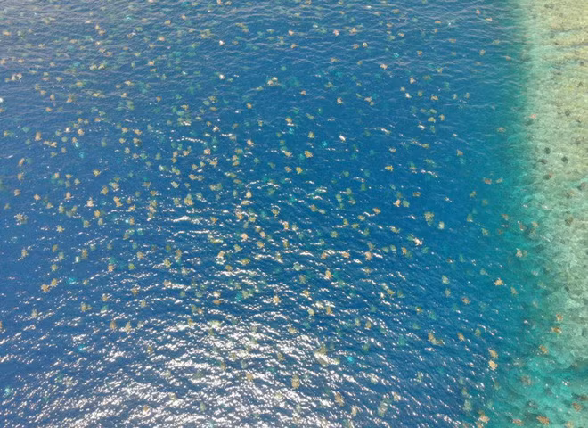 Rùa xanh bơi ngoài khơi đảo Raine ở Cairns, Australia. (Nguồn Guardian)