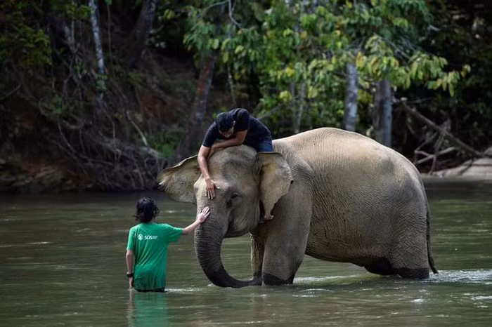 Người quản tượng và du khách vỗ về voi khi nó tắm dưới sông ở Sampoiniet, Indonesia. (Nguồn Guardian)