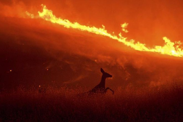 Hươu bỏ chạy khỏi đám cháy rừng ở Winters thuộc bang California, Mỹ. (Nguồn Guardian)