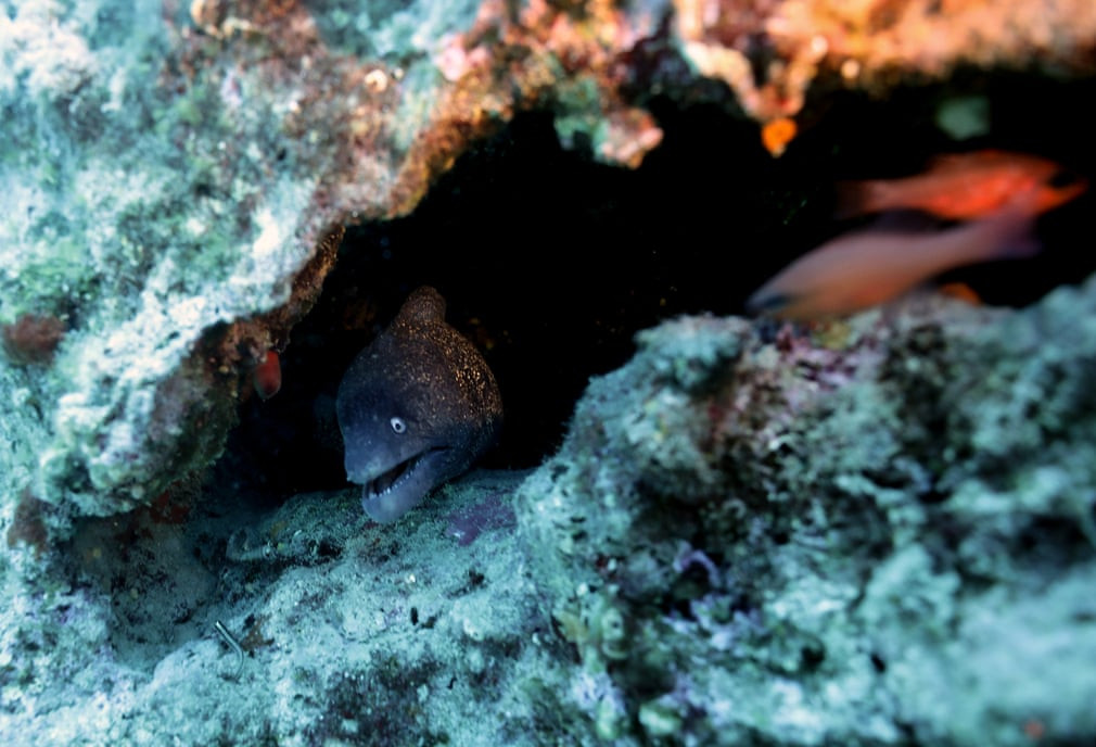 Cá lịch biển chui ra khỏi nơi ẩn náu dưới biển ở ngoài khơi Karaburun, Thổ Nhĩ Kỳ. (Nguồn Guardian)