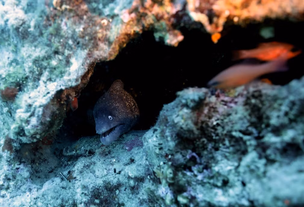 Cá lịch biển chui ra khỏi nơi ẩn náu dưới biển ở ngoài khơi Karaburun, Thổ Nhĩ Kỳ. (Nguồn Guardian)