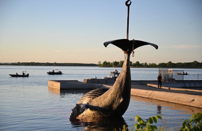 Xác của cá voi lưng gù được kéo khỏi mặt nước ở Quebec, Canada. (Nguồn Guardian)