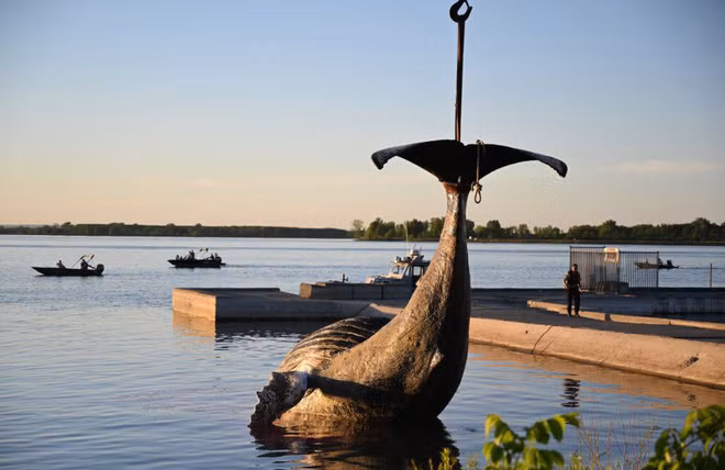 Xác của cá voi lưng gù được kéo khỏi mặt nước ở Quebec, Canada. (Nguồn Guardian)