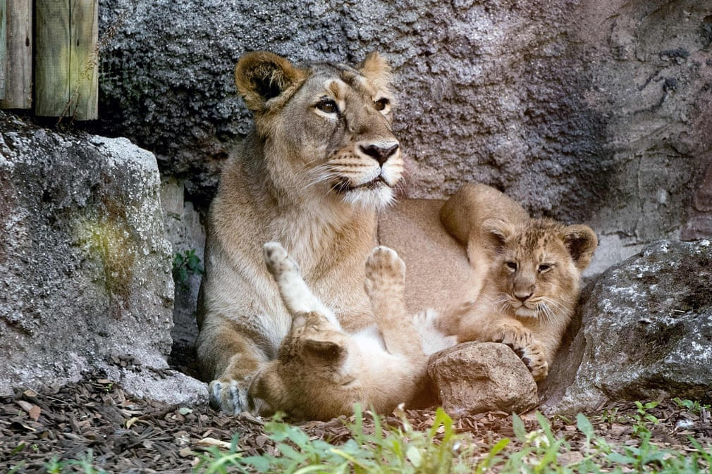 Sư tử con chơi đùa cùng mẹ của chúng trong vườn thú Bioparco ở thành phố Rome, Italia.(Nguồn Guardian)