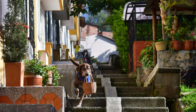 Chú chó giúp chủ đi giao bánh mì cho khách tại khu chợ nhỏ El Porvenir ở thành phố Medellin, Colombia. (Nguồn Guardian)