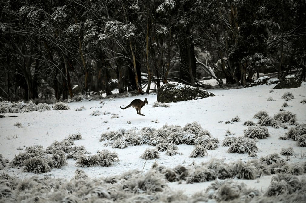 Chuột túi nhảy trên tuyết trong vườn quốc gia Wadbilliga gần Nimmitabel, Australia. (Nguồn Guardian)