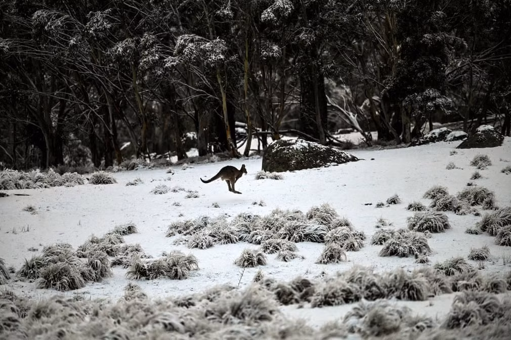 Chuột túi nhảy trên tuyết trong vườn quốc gia Wadbilliga gần Nimmitabel, Australia. (Nguồn Guardian)