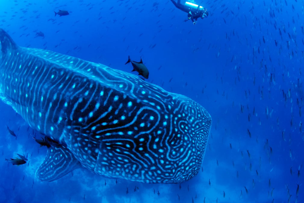 Cá mập voi bơi ngoài khơi đảo Darwin thuộc quần đào Galapagos. (Nguồn Guardian)