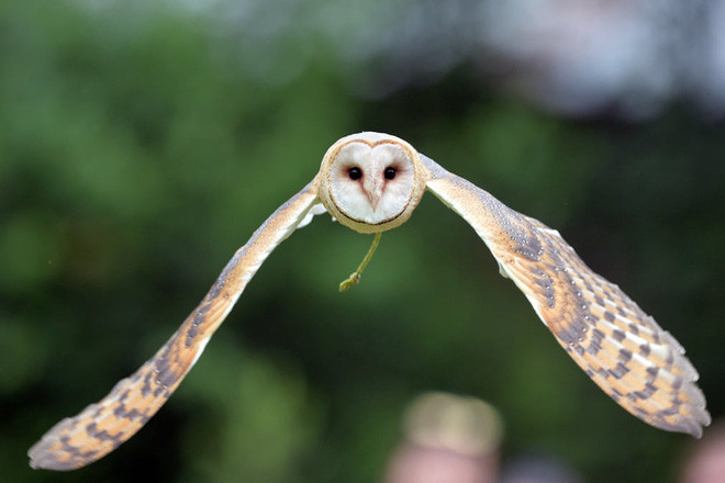 Chim cú săn mồi trong vườn thú ở thành phố Jihlava, Cộng hòa Czech. (Nguồn Guardian)