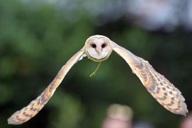 Chim cú săn mồi trong vườn thú ở thành phố Jihlava, Cộng hòa Czech. (Nguồn Guardian)