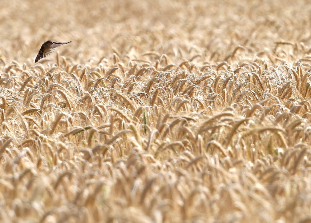 Chim sẻ bay trên cánh đồng lúa mạch chín sớm ở Essen, Đức. (Nguồn Guardian)