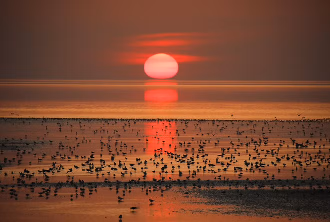Hàng nghìn con chim kiếm ăn trên bãi biển lúc thủy triều xuống ở Heacham, Anh. (Nguồn Guardian)