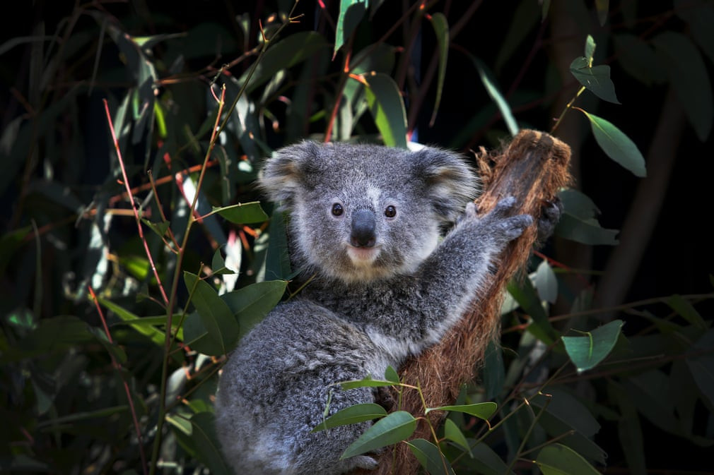 Gấu túi ngồi nghỉ trên cây trong một khu bảo tồn ở Sydney, Australia. (Nguồn Guardian)