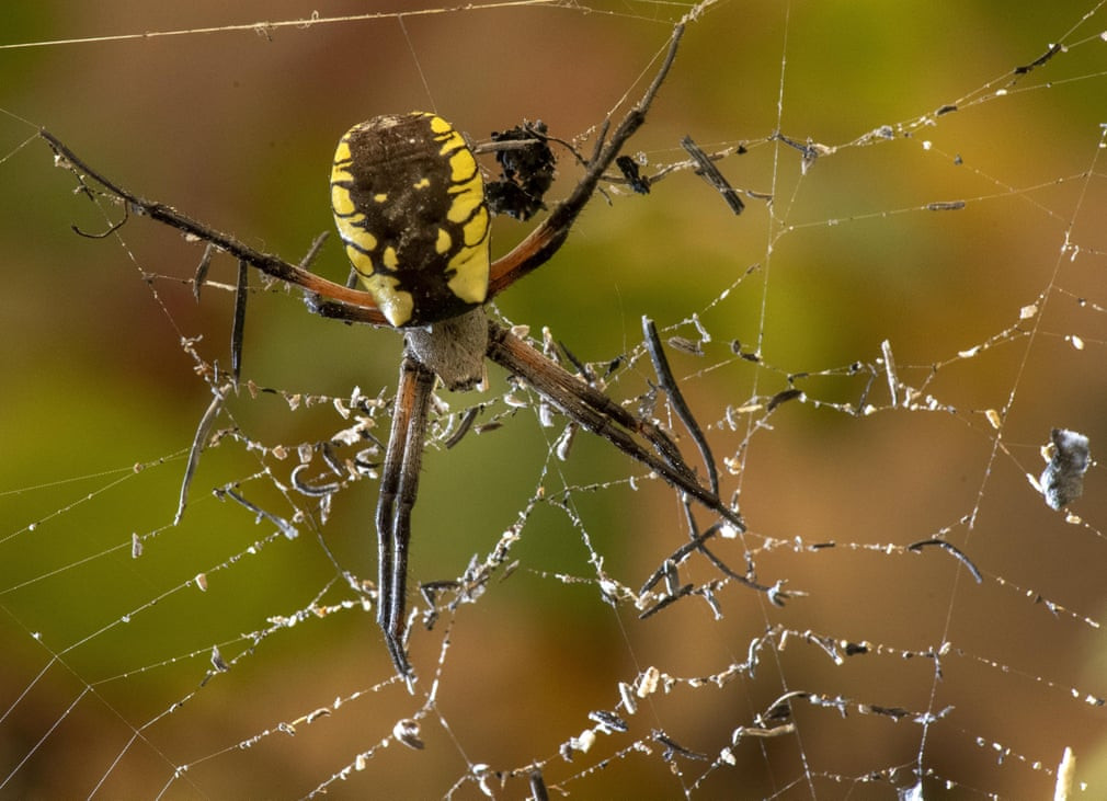 Tro bụi từ đám cháy rừng bám vào mạng nhệt ở bang Oregon, Mỹ. (Nguồn Guardian)