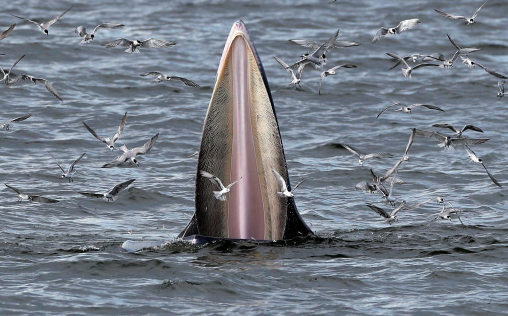 Cá voi và chim mòng biển kiếm ăn tại Vịnh Thái Lan. (Nguồn Guardian)