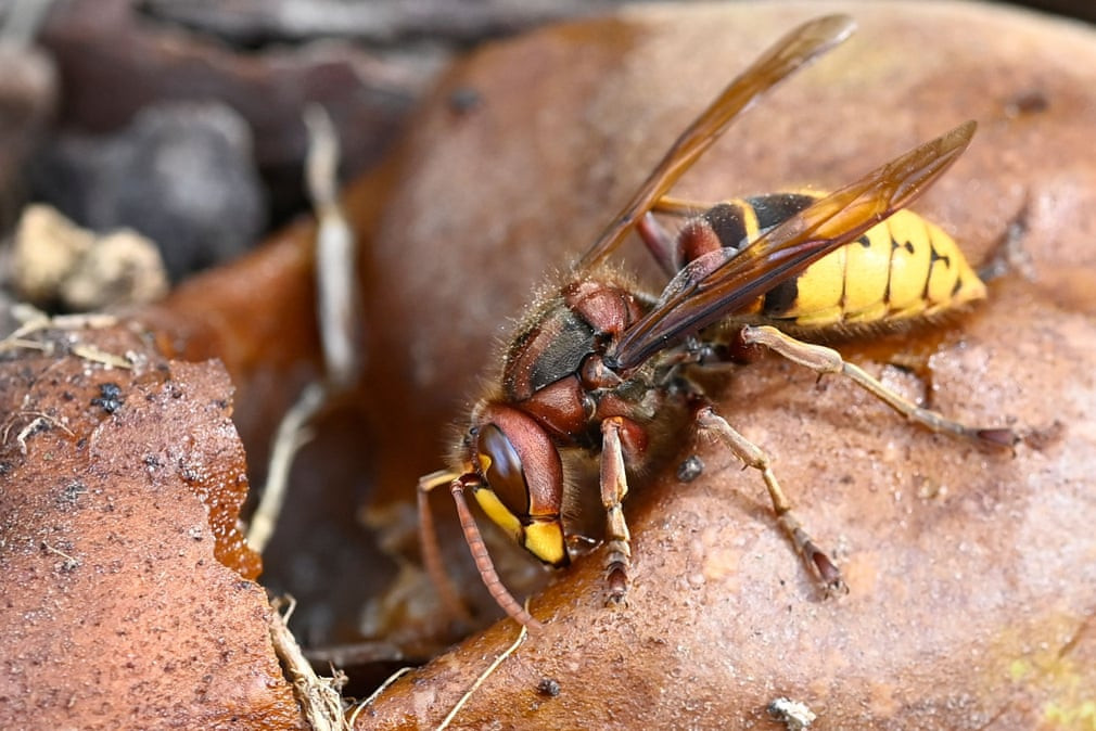 Ong bắp cày ăn trái lê thối gần thành phố Rennes, Pháp. (Nguồn Guardian)