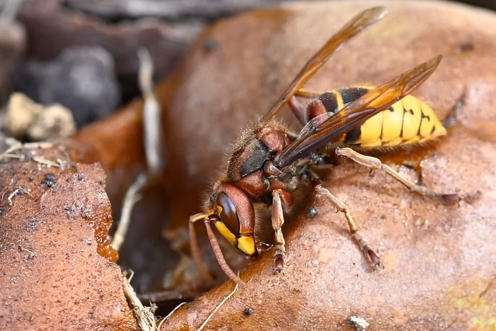 Ong bắp cày ăn trái lê thối gần thành phố Rennes, Pháp. (Nguồn Guardian)