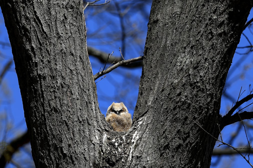 Chim cú sừng nghỉ ngơi trên cây ở thành phố Cockeysville, Maryland, Mỹ. (Nguồn Guardian)