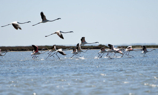Đàn chim hồng hạc bay qua hồ Narta gần thành phố Vlora, Albania. (Nguồn Guardian)