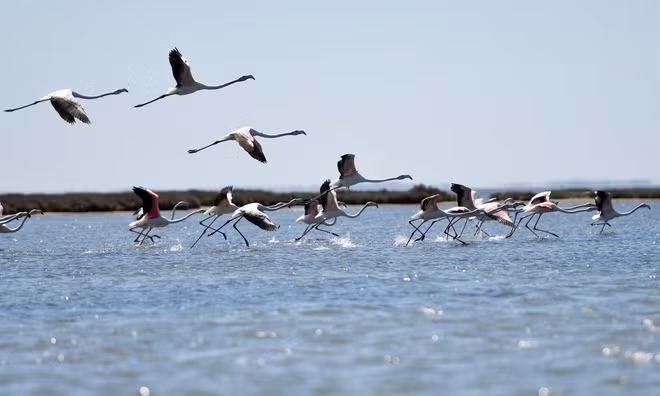 Đàn chim hồng hạc bay qua hồ Narta gần thành phố Vlora, Albania. (Nguồn Guardian)