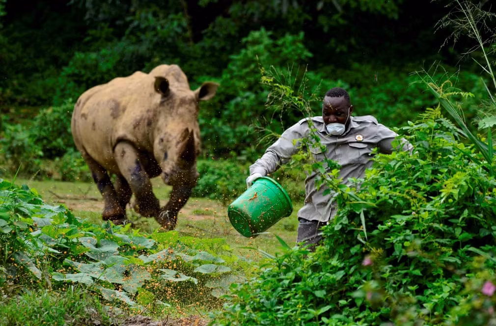 Tê giác khổng lồ truy đuổi nhân viên chăm sóc động vật trong khu bảo tồn động vật hoang dã ở Entebbe, Uganda. (Nguồn Guardian)