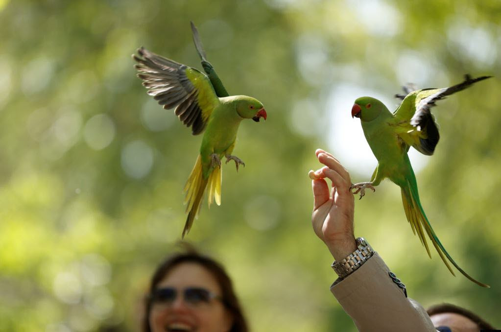 Người đàn ông cho chim vẹt đuôi dài ăn trong công viên St. James Park ở thành phố London, Anh. (Nguồn Guardian)