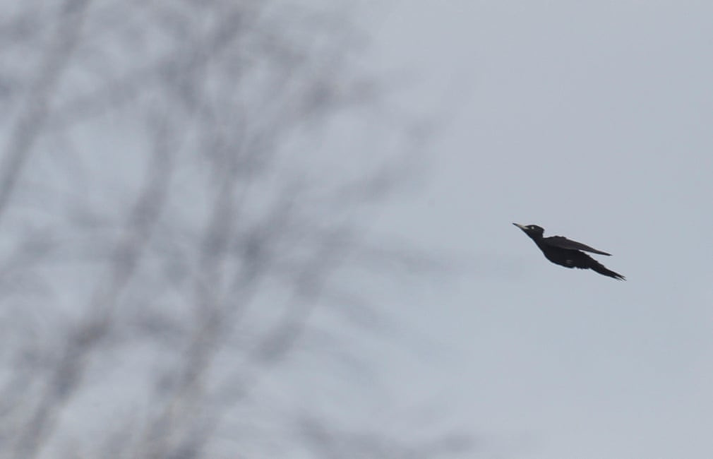 Chim gõ kiến đen bay qua cánh đồng gần ngôi làng Zhukovka, Belarus. (Nguồn Guardian)
