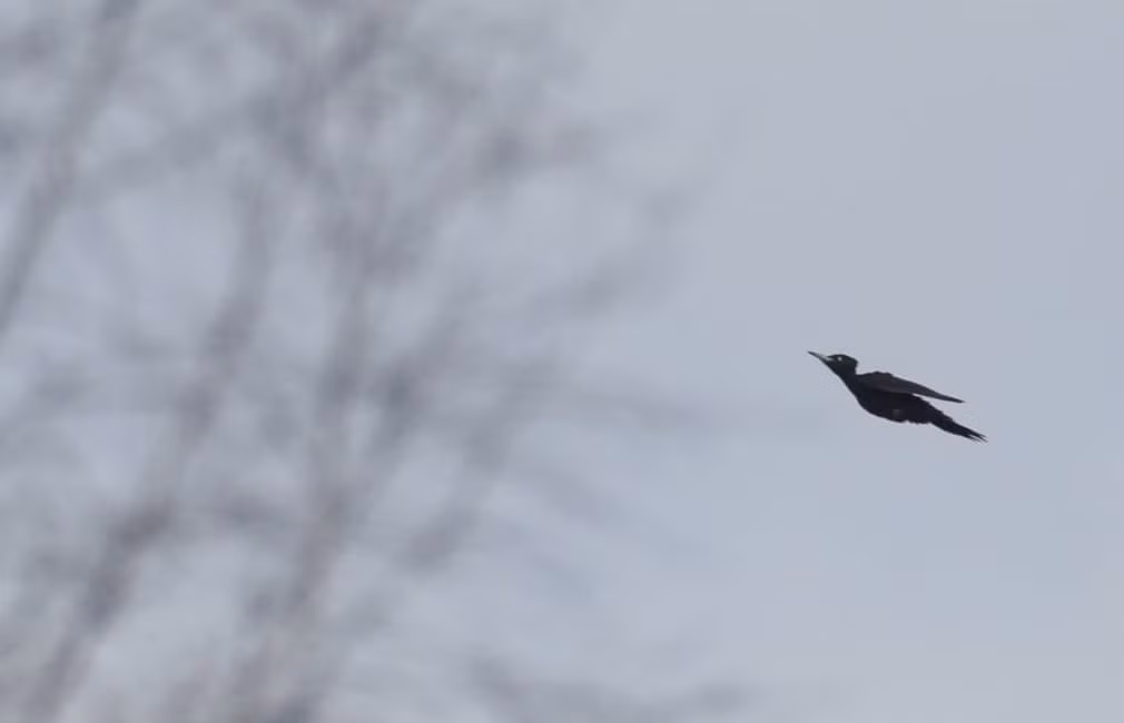 Chim gõ kiến đen bay qua cánh đồng gần ngôi làng Zhukovka, Belarus. (Nguồn Guardian)