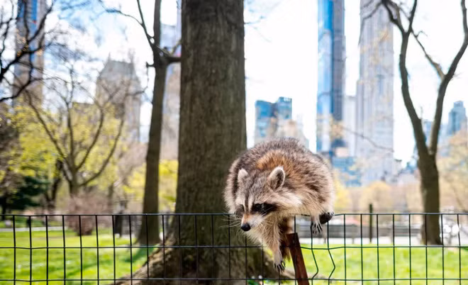 Gấu mèo nhảy qua hàng rào trong công viên Trung tâm ở thành phố New York, Mỹ. (Nguồn Guardian)
