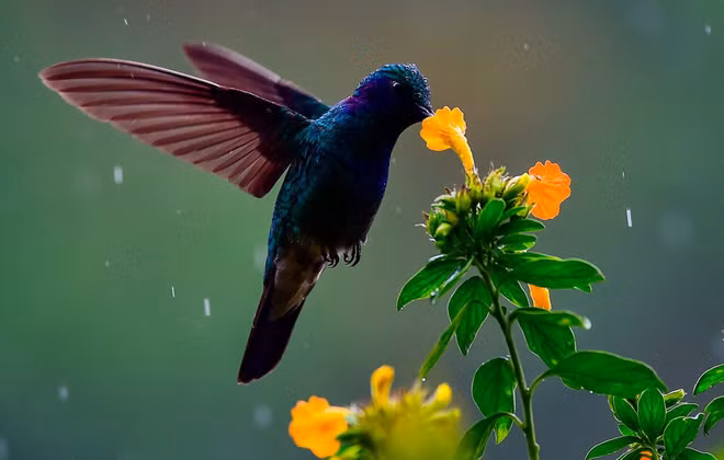 Chim ruồi hút mật hoa ở Boquete, tỉnh Chiriqui, Panama. (Nguồn Guardian)