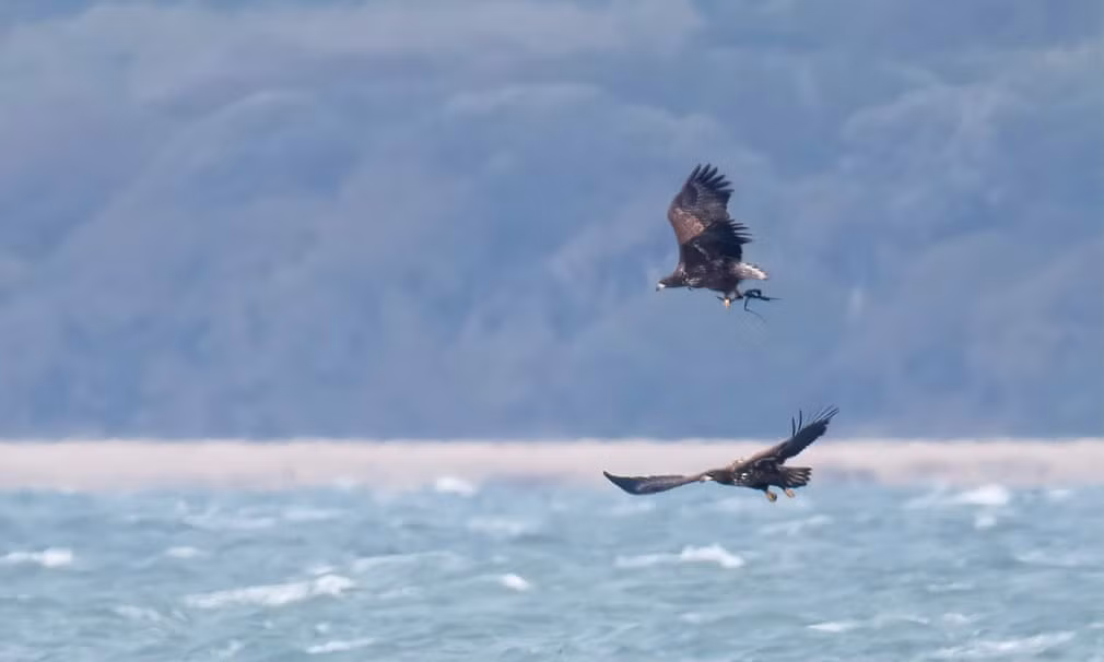 Chim đại bàng đuôi trắng bay lượn trên đảo Wight ở Anh. (Nguồn Guardian)