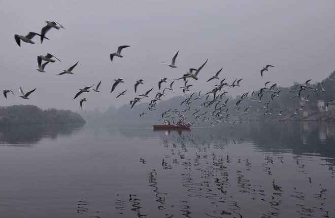 Chim di cư bay trong sương mù dày trên sông Yamuna ở thành phố New Delhi, Ấn Độ. (Nguồn Guardian)