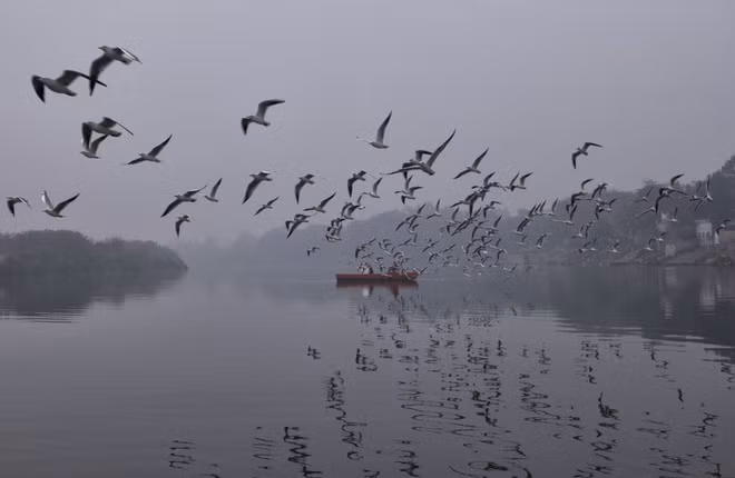 Chim di cư bay trong sương mù dày trên sông Yamuna ở thành phố New Delhi, Ấn Độ. (Nguồn Guardian)
