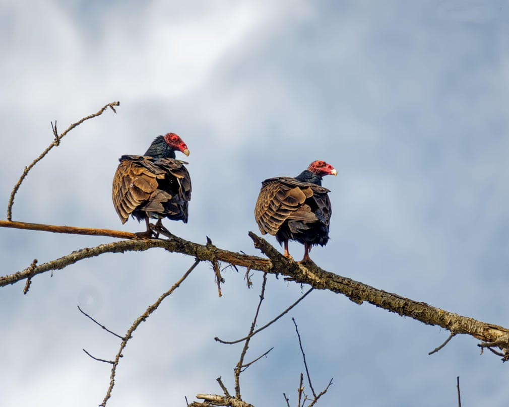 Chim kền kền đậu trên cây trong khu bảo tồn Sepulveda ở bang California, Mỹ. (Nguồn Guardian)