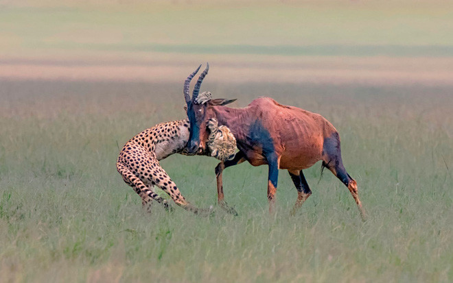 Hình ảnh động vật ấn tượng ghi lại khoảnh khắc báo đốm ngoạm cổ linh dương khổng lồ trên bờ sông Talek trong vườn quốc gia Masai Mara, Kenya. (Nguồn Guardian)
