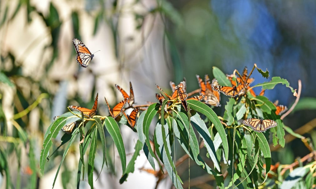 Bướm chúa bay trong khu bảo tồn Monarch ở Pismo Beach, bang California, Mỹ. (Nguồn Guardian)
