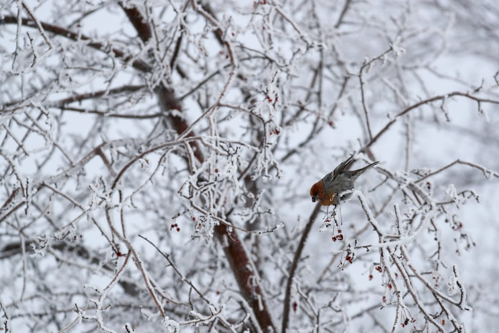 Chim sẻ thông đậu trên cây phủ đầy tuyết ở thành phố Novosibirsk, Nga. (Nguồn Guardian)