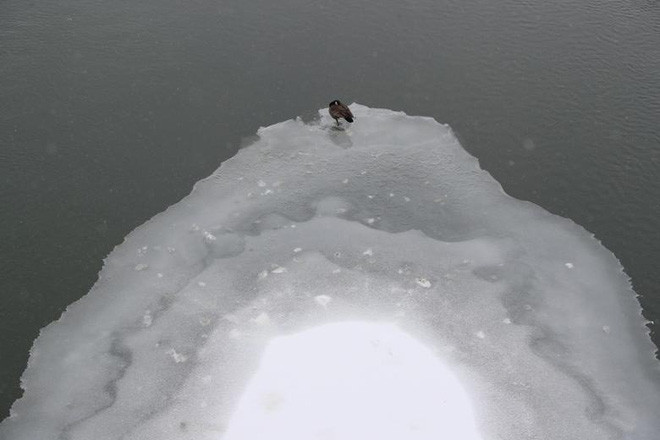 Chim đậu trên mặt sông đóng băng ở thành phố Des Moines, bang Iowa, Mỹ. (Nguồn Guardian)