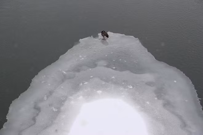Chim đậu trên mặt sông đóng băng ở thành phố Des Moines, bang Iowa, Mỹ. (Nguồn Guardian)