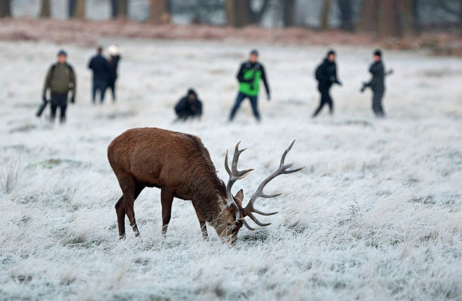 Các nhiếp ảnh gia chờ chụp ảnh hươu trên cánh đồng cỏ phủ đầy sương muối trong công viên Richmond ở thành phố London, Anh. (Nguồn Guardian)