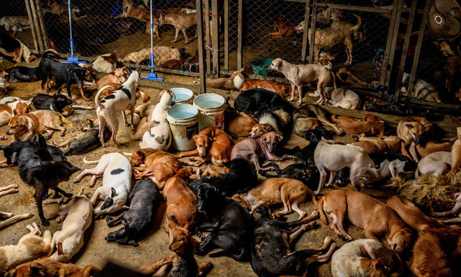 Những con chó hoang nghỉ ngơi trong một trung tâm chăm sóc động vật ở ngoại ô thành phố Bangkok, Thái Lan. (Nguồn Guardian)