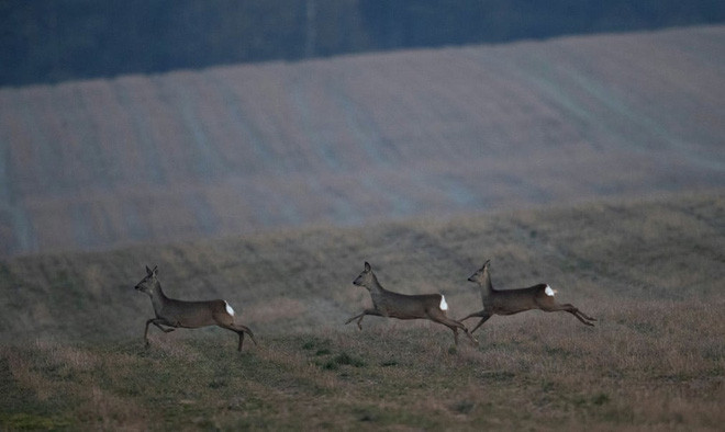 Đàn hoẵng châu Âu chạy trên cánh đồng ở thành phố Akhanyany, Belarus. (Nguồn Guardian)