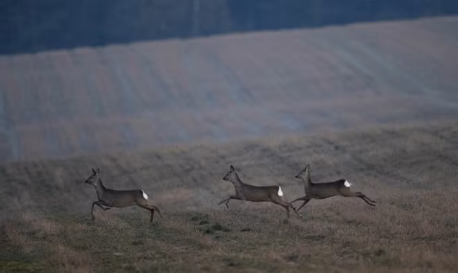 Đàn hoẵng châu Âu chạy trên cánh đồng ở thành phố Akhanyany, Belarus. (Nguồn Guardian)