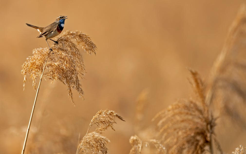 Chim oanh cổ xanh đứng hót trong khu bảo tồn thiên nhiên Wagbachniederung ở Waghäusel, Đức. (Nguồn Guardian)