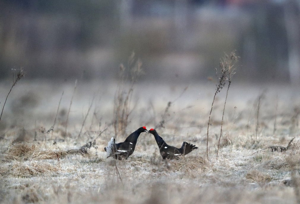Cặp gà thông đên tình tứ với nhau bên ngoài ngôi làng Khotenchitsy ở vùng Minsk, Belarus. (Nguồn Guardian)