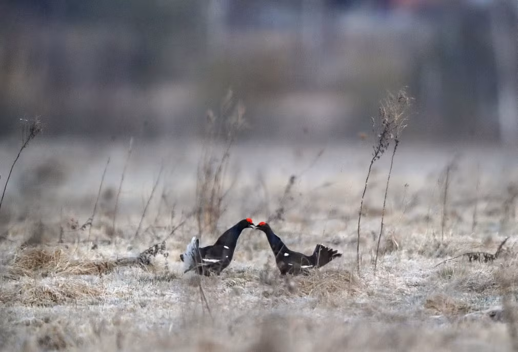 Cặp gà thông đên tình tứ với nhau bên ngoài ngôi làng Khotenchitsy ở vùng Minsk, Belarus. (Nguồn Guardian)