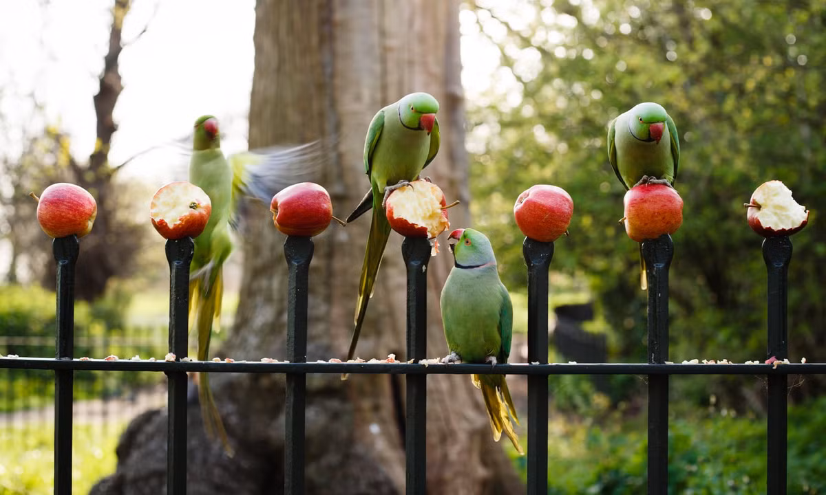 Những con chim vẻ thưởng thức táo được đặt trên tường rào của khu vườn Kensington ở thành phố London, Anh. (Nguồn Guardian)