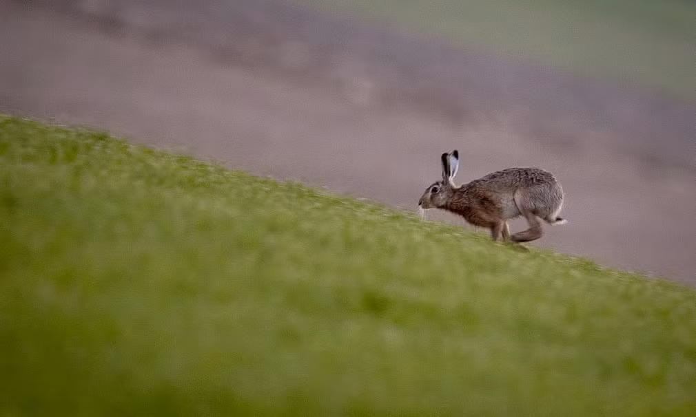 Thỏ xám chạy trên cánh đồng cỏ gần thành phố Frankfurt, Đức. (Nguồn Guardian)